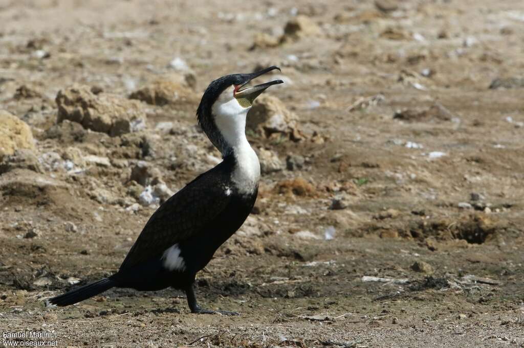 White-breasted Cormorantadult breeding, identification