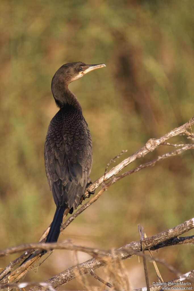 Reed Cormorantadult