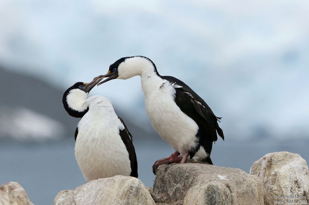 Cormoran antarctiqueadulte nuptial, parade
