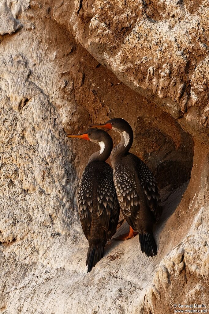 Red-legged Cormorantadult