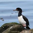 Cormoran de Magellan
