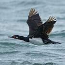 Cormoran de Magellan