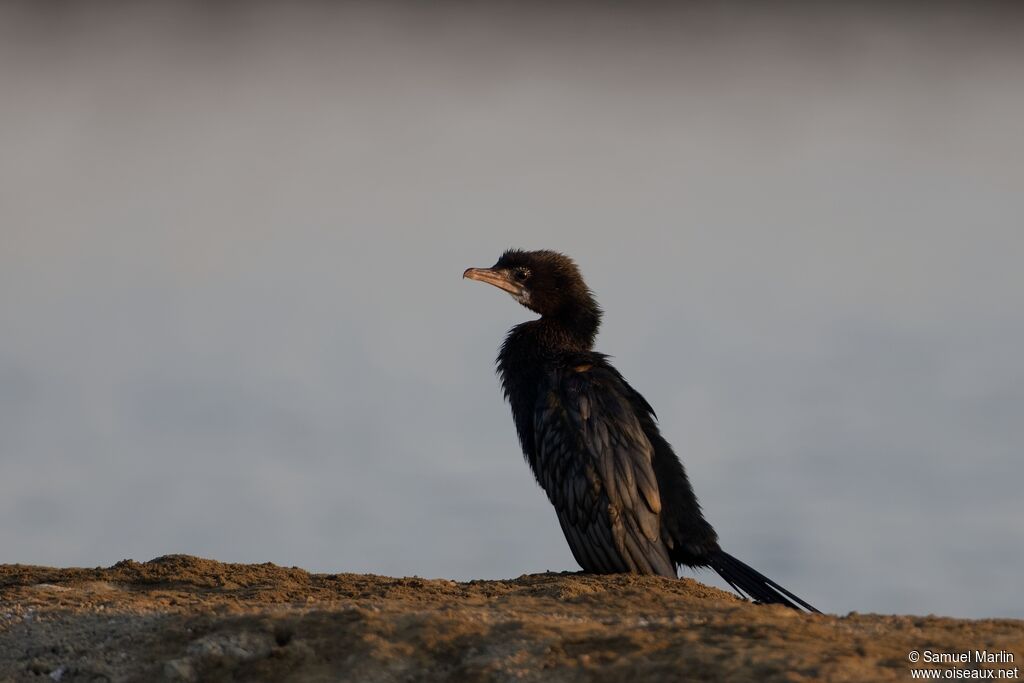 Cormoran de Vieillotadulte