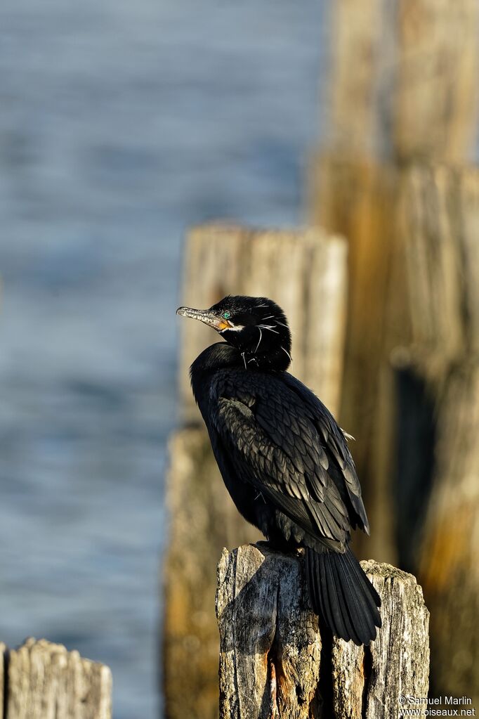 Neotropic Cormorant male adult breeding