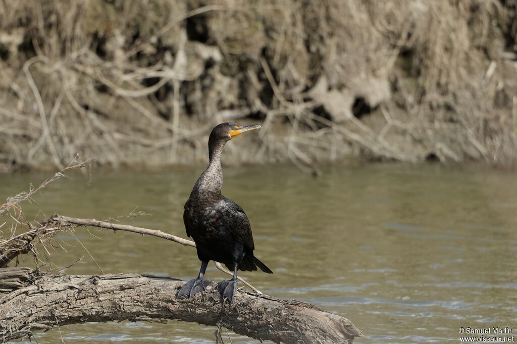 Neotropic Cormorantadult