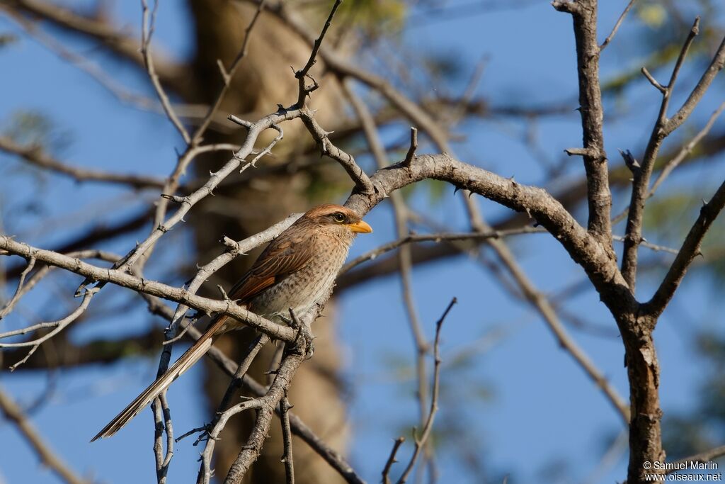 Yellow-billed Shrikeadult