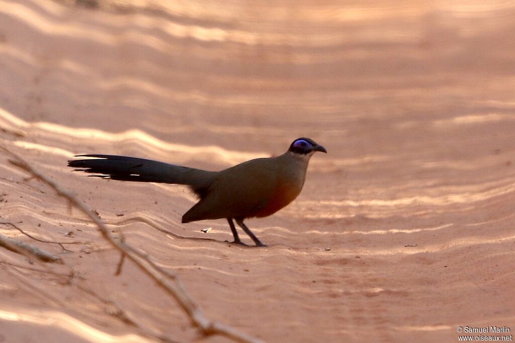 Coua de Coquereladulte