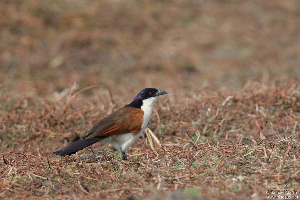 Coucal des papyrus