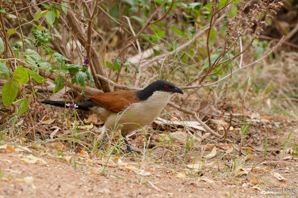 Senegal Coucal