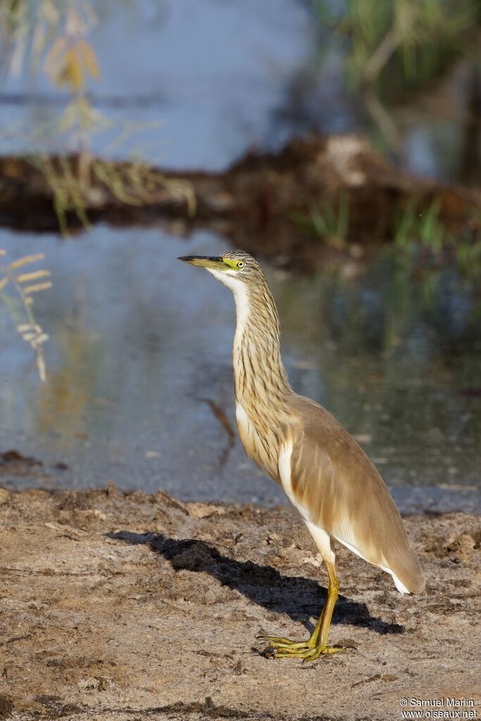 Squacco Heronadult