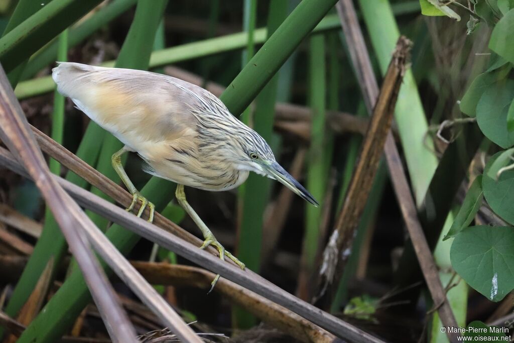 Squacco Heronadult