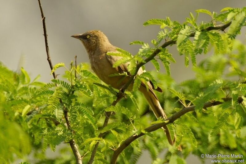 Large Grey Babbler