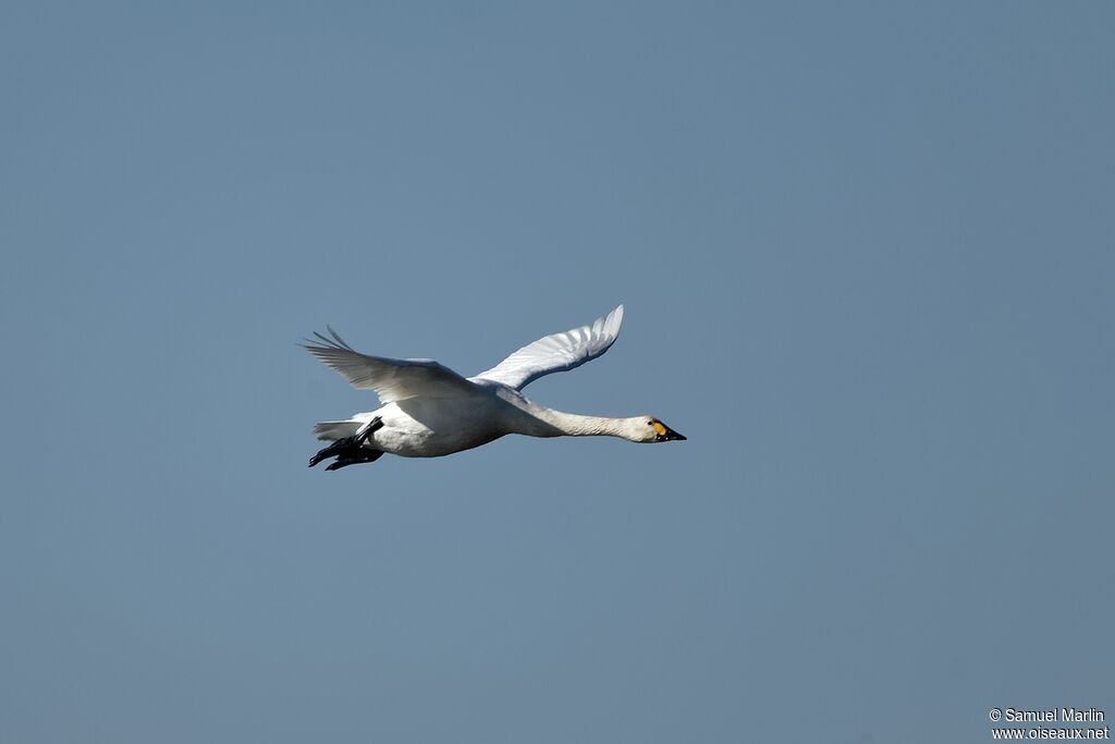 Cygne de Bewickadulte, Vol