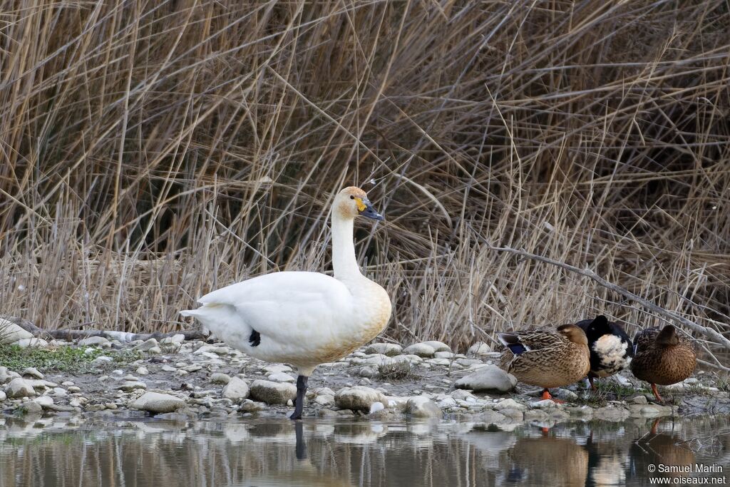 Cygne de Bewick - Cygne siffleur<br />adulte