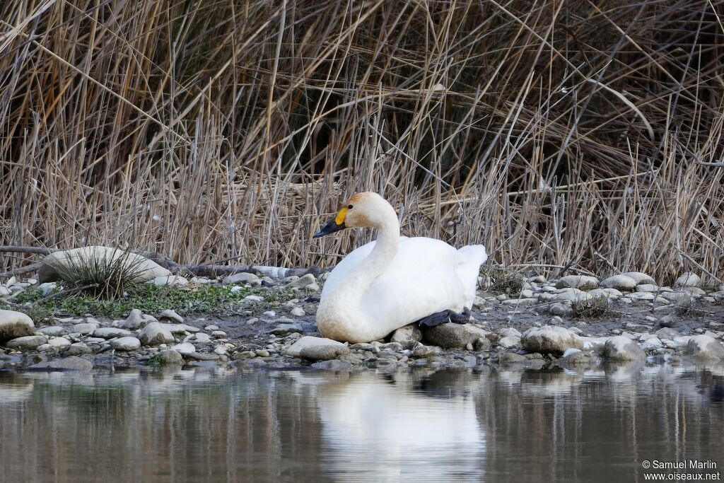Cygne de Bewick - Cygne siffleur<br />adulte