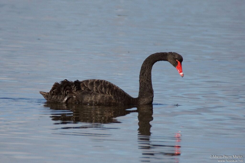 Cygne noiradulte