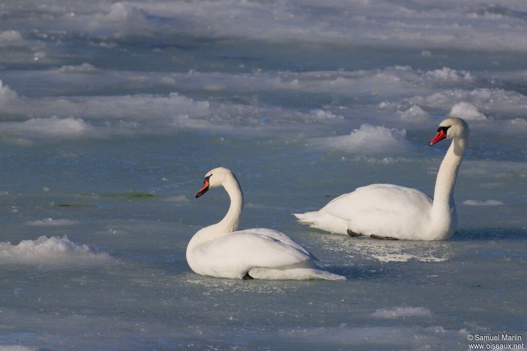 Cygne tuberculéadulte
