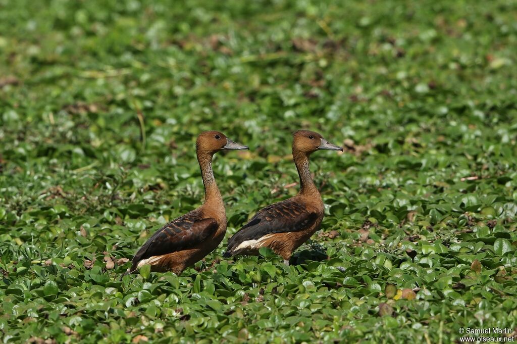 Dendrocygne fauve