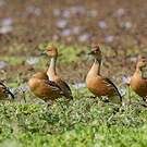 Dendrocygne fauve