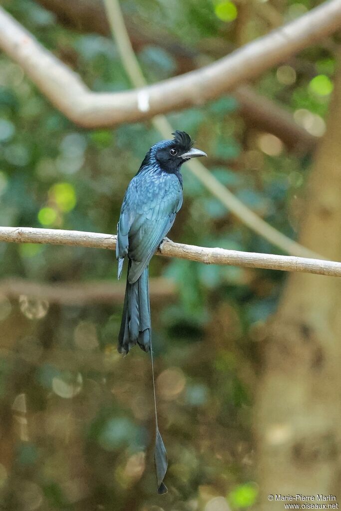 Drongo à raquettesadulte