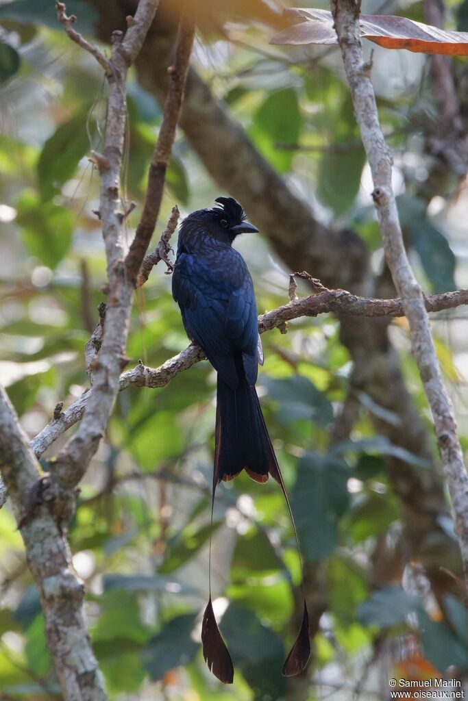 Drongo à raquettes mâle adulte