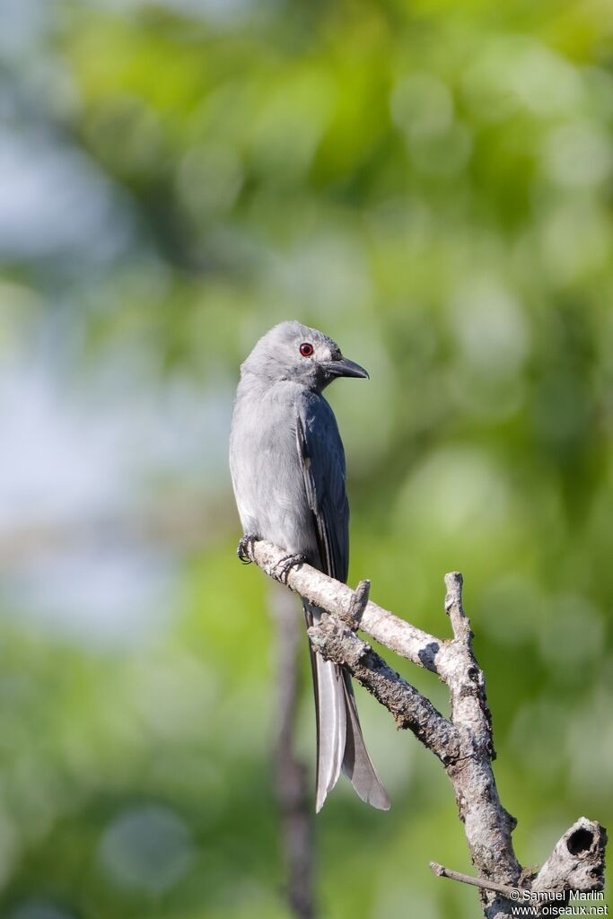 Drongo cendré
