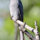 Drongo cendré