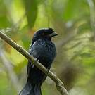 Drongo du Sri Lanka