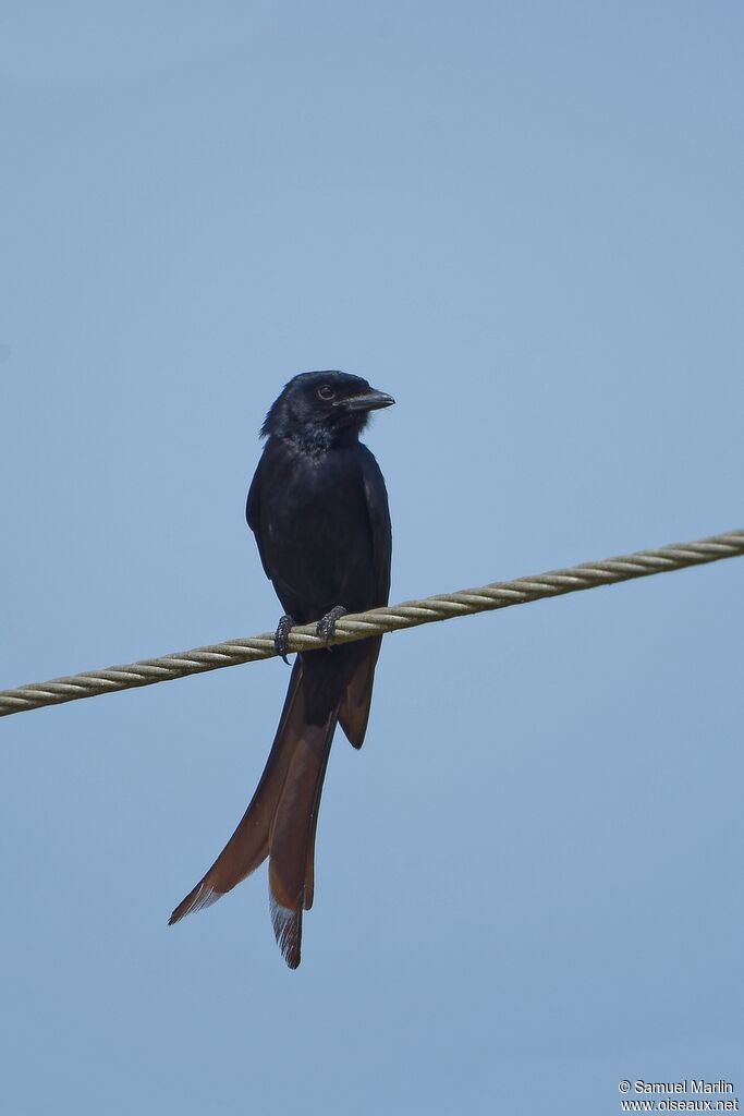 Drongo royaladulte
