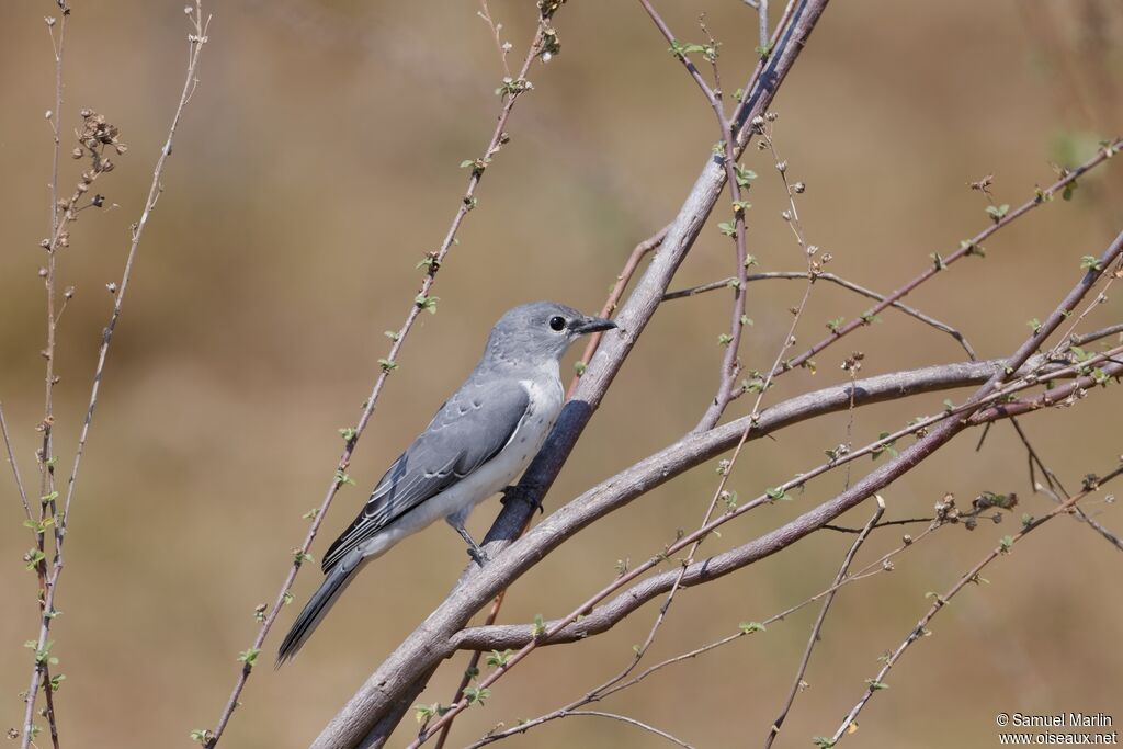 Échenilleur à ventre blancadulte