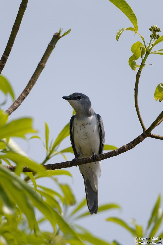 Échenilleur à ventre blancadulte