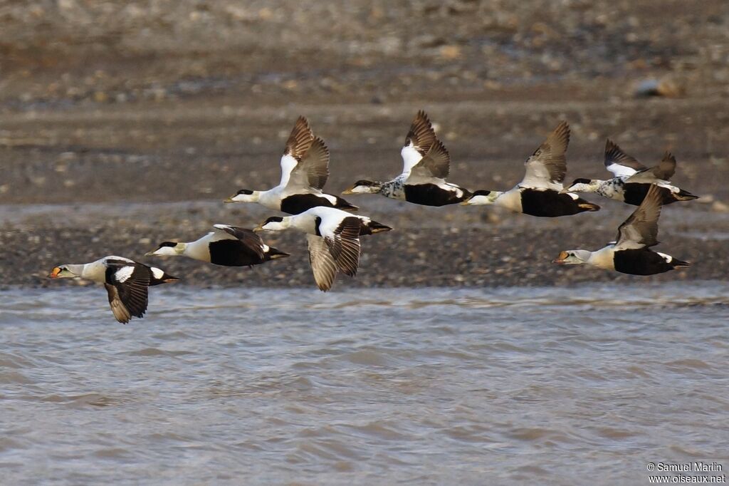 Eider à duvet, Vol