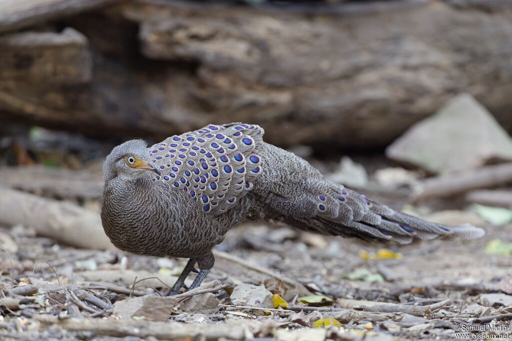 Éperonnier chinquis mâle adulte