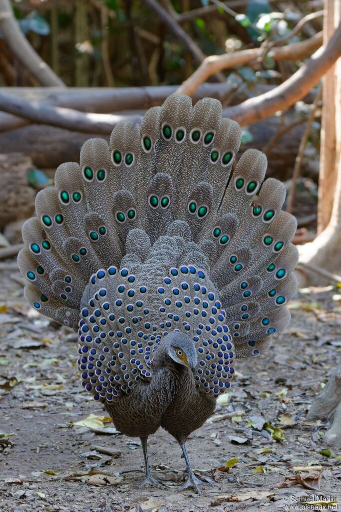 Éperonnier chinquis mâle adulte, parade