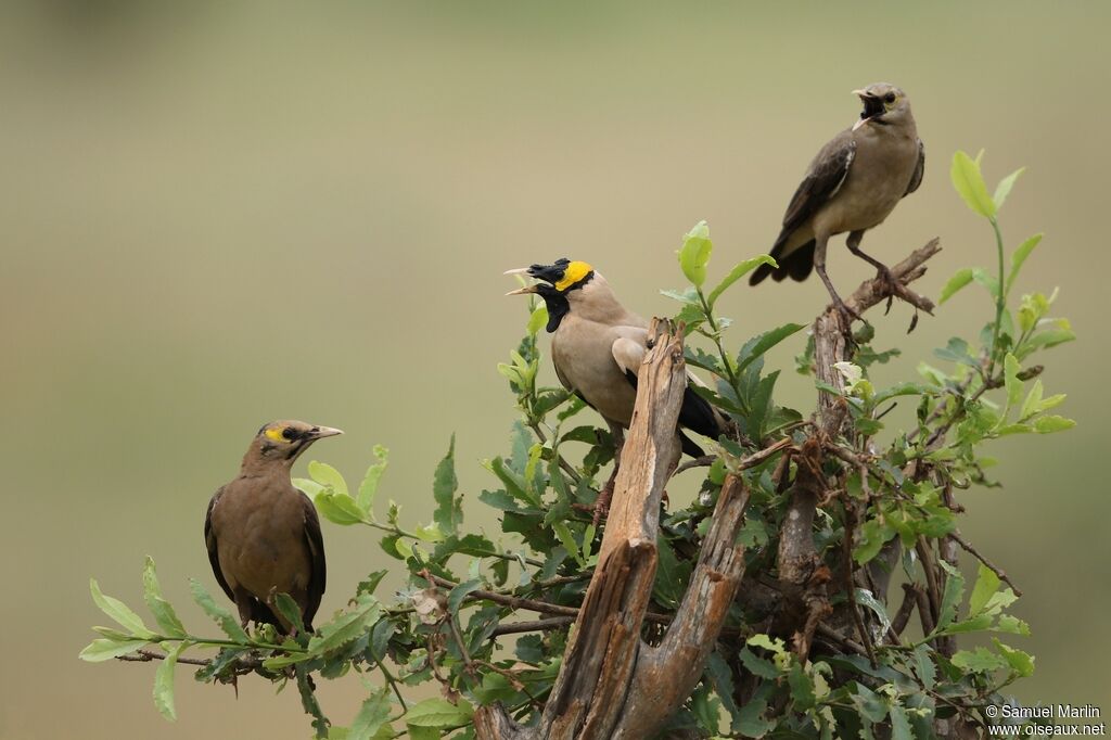 Wattled Starlingadult