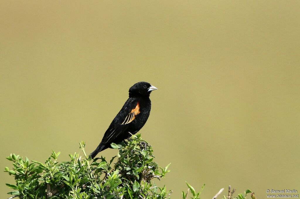 Fan-tailed Widowbird