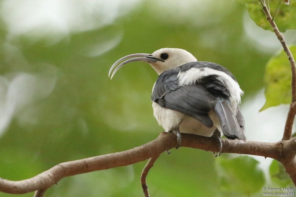 Sickle-billed Vangaadult