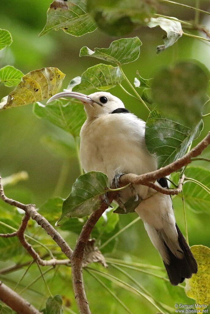 Sickle-billed Vangaadult