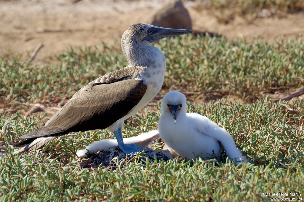 Blue-footed Booby, Reproduction-nesting