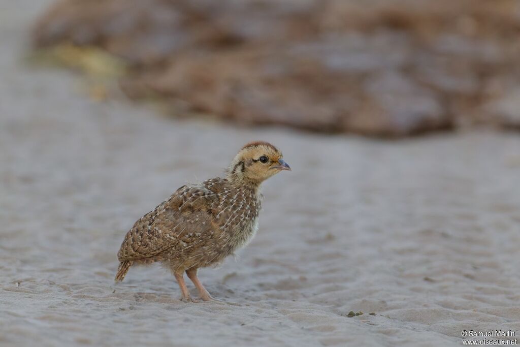 Francolin à bec rougePoussin