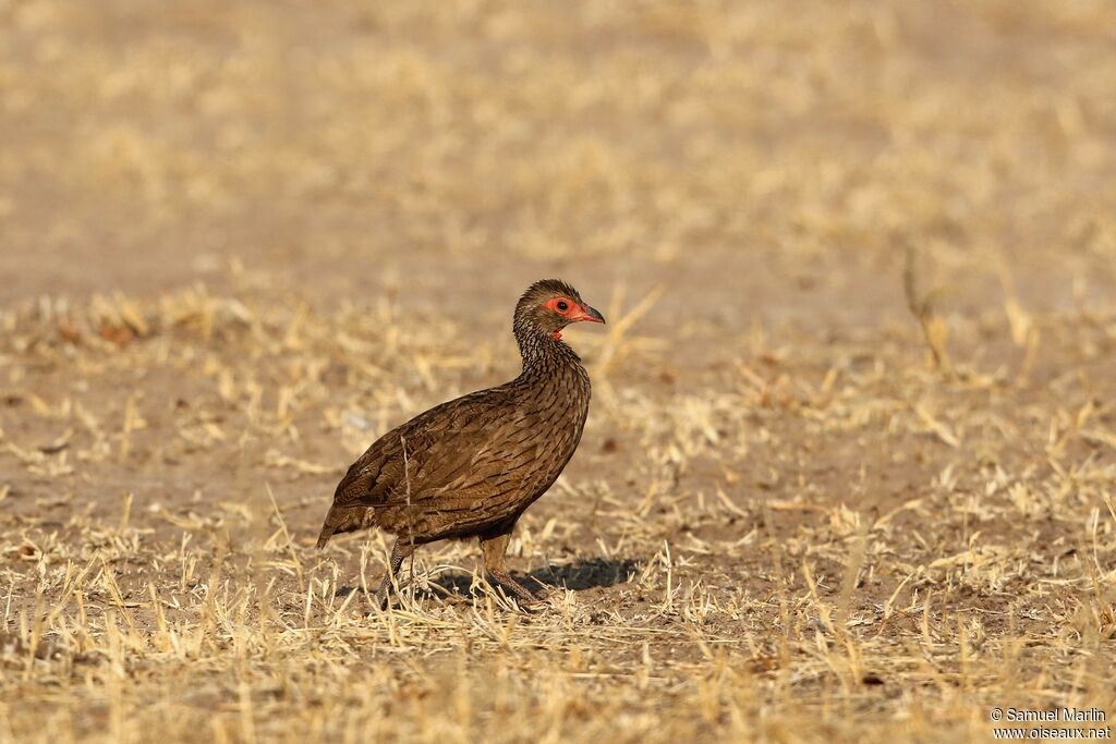 Swainson's Spurfowladult
