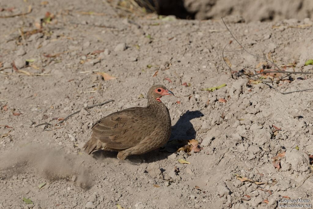 Francolin de Swainson