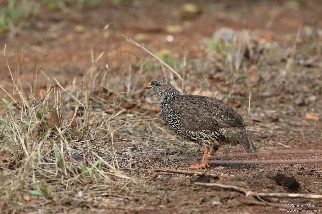 Francolin du Nataladulte