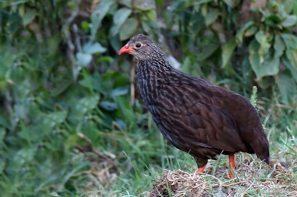 Scaly Spurfowl