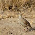 Francolin gris