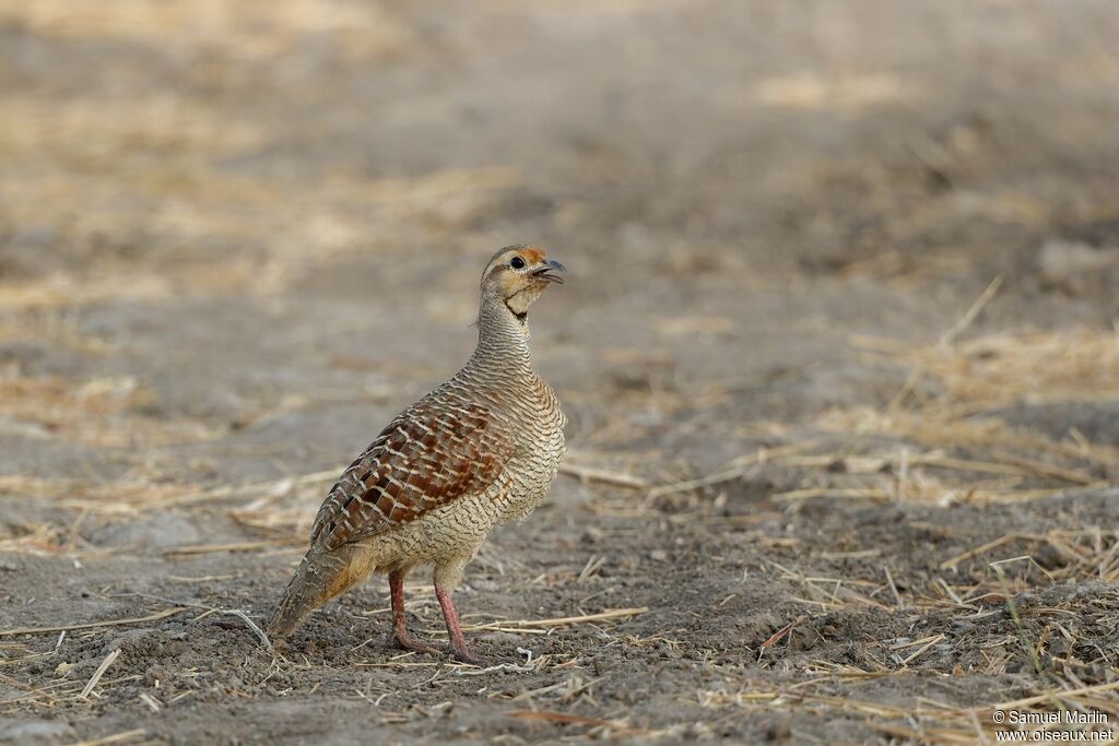 Grey Francolinadult