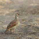Francolin gris