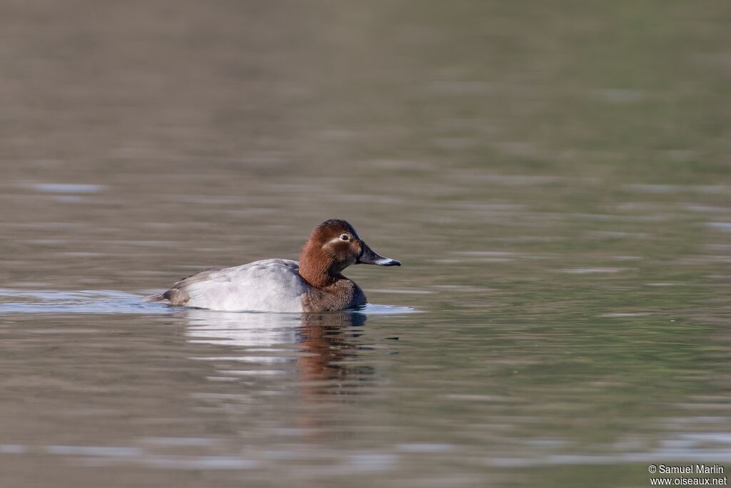 Fuligule milouin femelle adulte