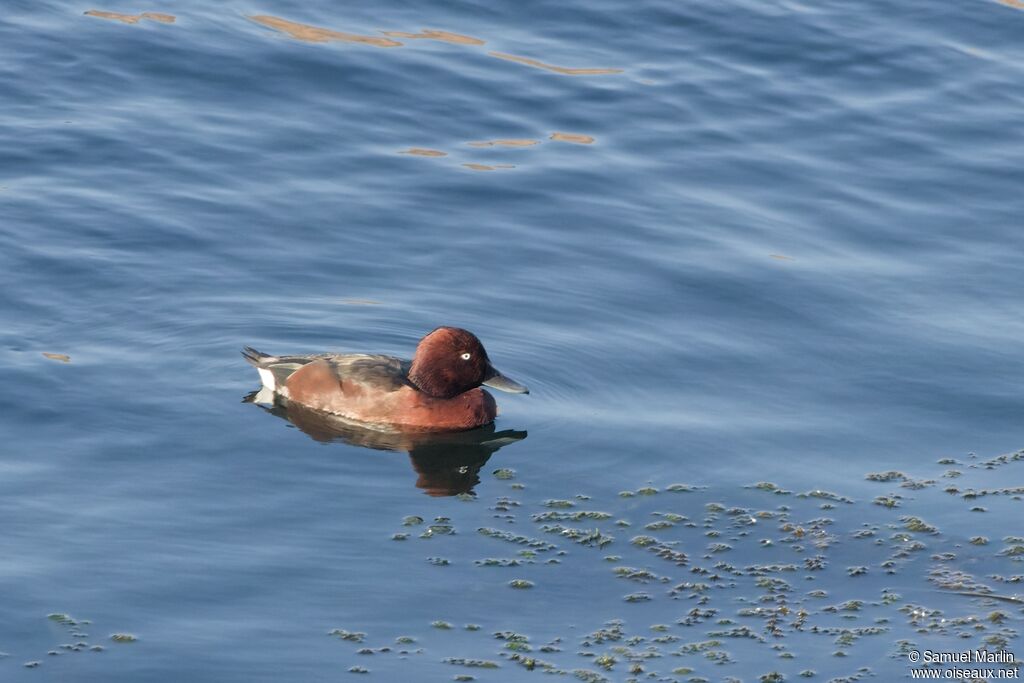 Ferruginous Duck male adult