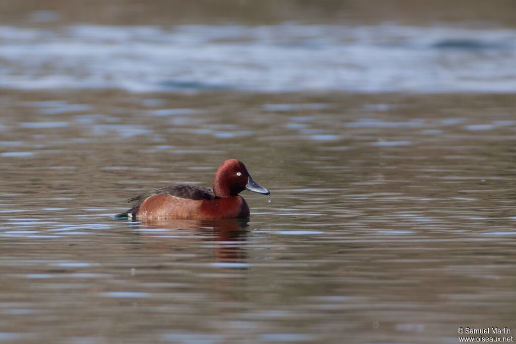 Fuligule nyroca mâle adulte